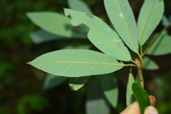 Machilus
