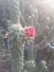 Austrocylindropuntia