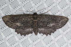 Aethaloida packardaria