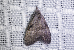 Nola involuta