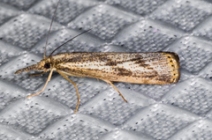 Agriphila attenuatus