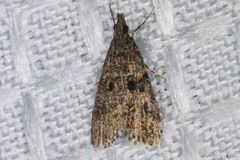 Scoparia palloralis