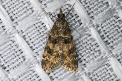 Scoparia palloralis