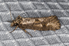 Acrolophus variabilis