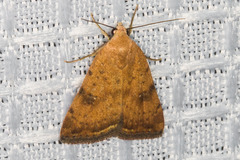 Micrathetis triplex
