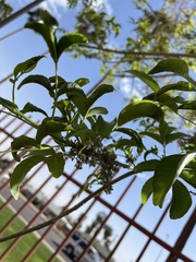 Magnoliopsida