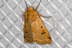 Dichagyris variabilis