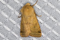 Dichagyris variabilis