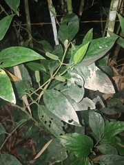 Piperales