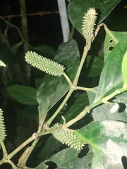 Piperales