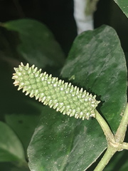 Piperales