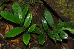 Dysoxylum