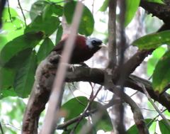 Turdoides atripennis