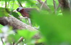 Turdoides atripennis