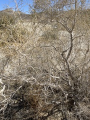 Psorothamnus schottii