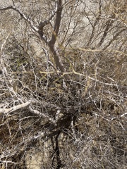 Psorothamnus schottii