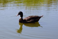 Anas platyrhynchos × Cairina moschata