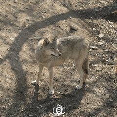 Canis lupus pallipes