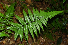 Microlepia