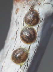 Lecanodiaspis