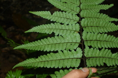 Microlepia