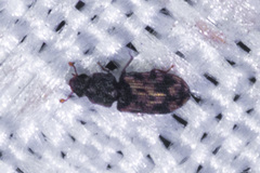 Colydiinae