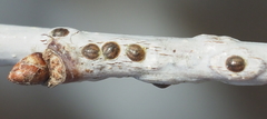 Lecanodiaspis