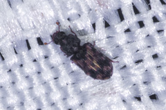 Colydiinae