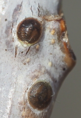 Lecanodiaspis