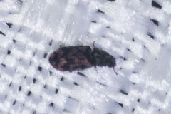 Colydiinae