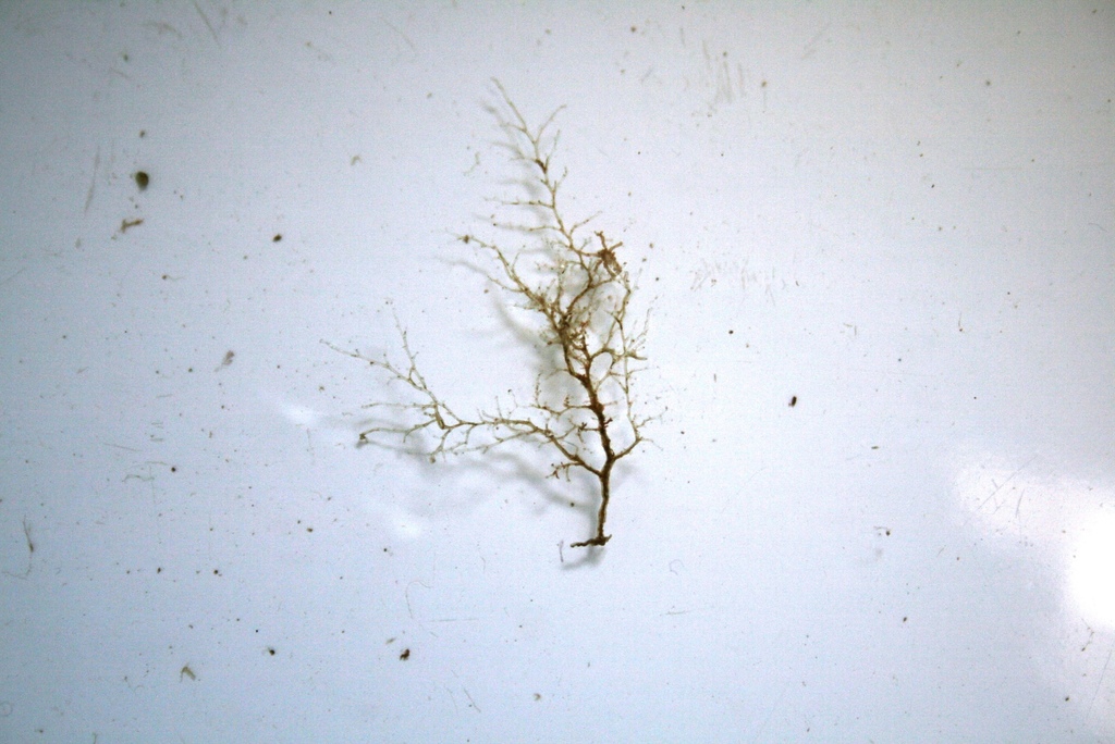 Halecium labrosum