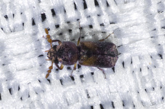 Scobicia suturalis