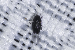 Limnebius