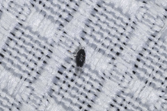Limnebius