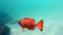 Priacanthus arenatus