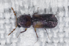 Scobicia suturalis