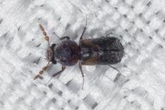 Scobicia suturalis