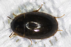 Enochrinae