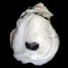 Eastern Oyster - Photo (c) Fabio Moretzsohn, some rights reserved (CC BY-NC), uploaded by Fabio Moretzsohn
