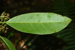 Daphniphyllum