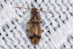 Notoxus desertus