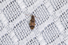Notoxus desertus