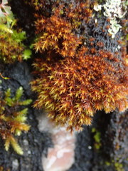 Schistidium papillosum