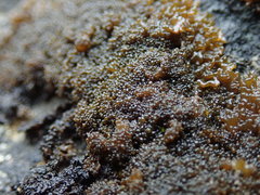 Lathagrium fuscovirens