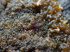 Lathagrium fuscovirens