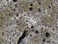 Myriolecis semipallida