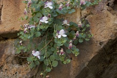 Capparis orientalis
