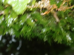 Fissidens grandifrons