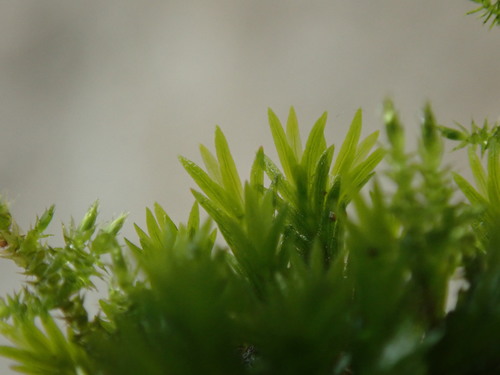 Image of Fissidens grandifrons by no rights reserved