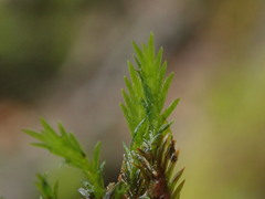 Fissidens grandifrons